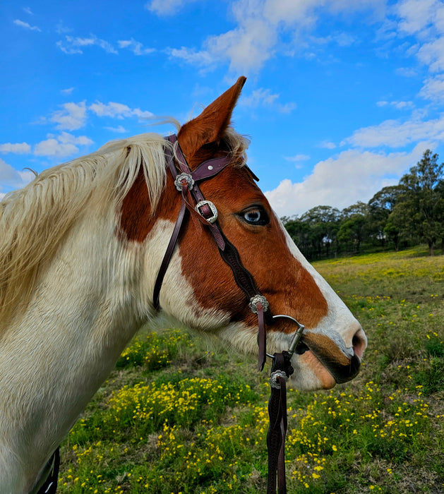 "YELLOWSTONE RANCHER" Bridle & Rein Set