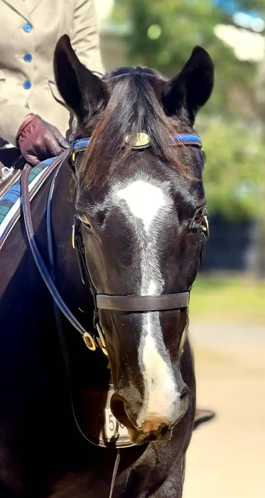 ASH Show Barcoo Bridle with Royal Blue Plait Cob size