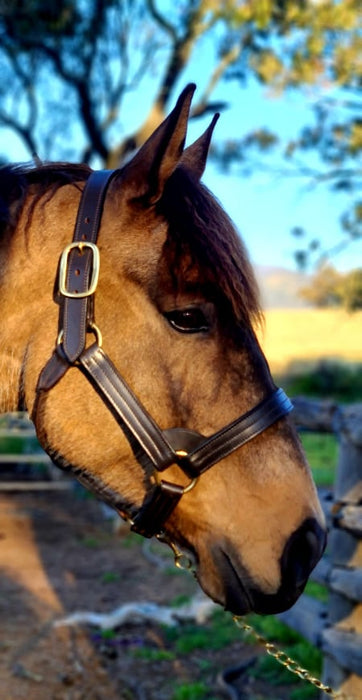 Leather Stallion Halter. Full